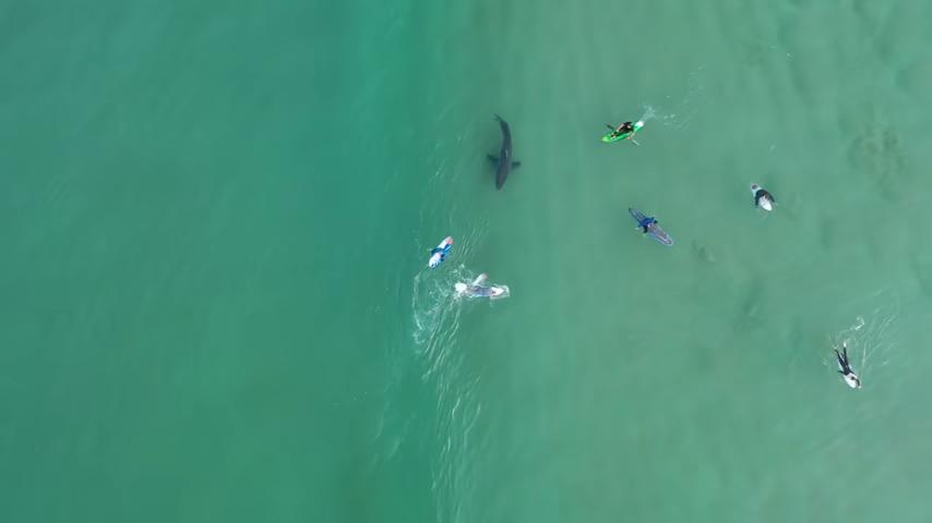14 летний подросток заснял на видео с дрона, как огромная белая акула плавает у группы серфингистов и байдарочников