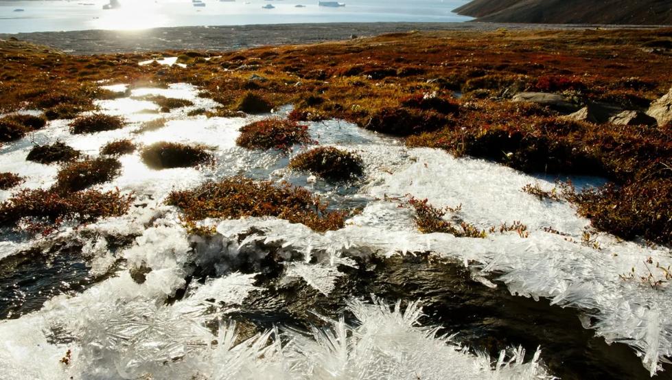 Климатологи из разных стран считают сибирскую жару 