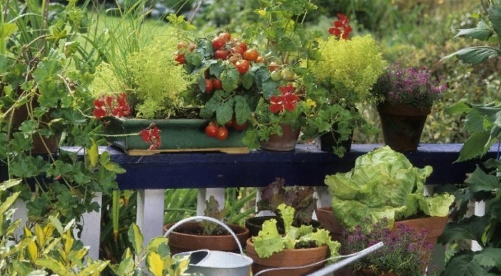 Огород на дому: советы специалистов по выращиванию овощей на балконе
