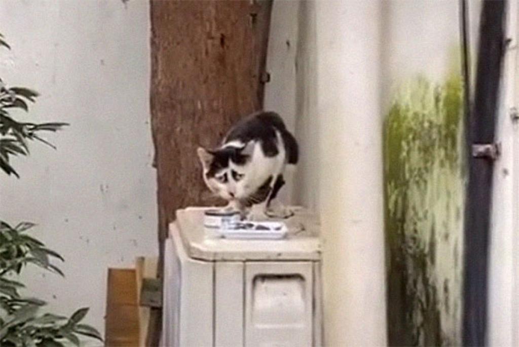 Грустный кот: из за необычного окраса уличный кот стал мемом в Сети