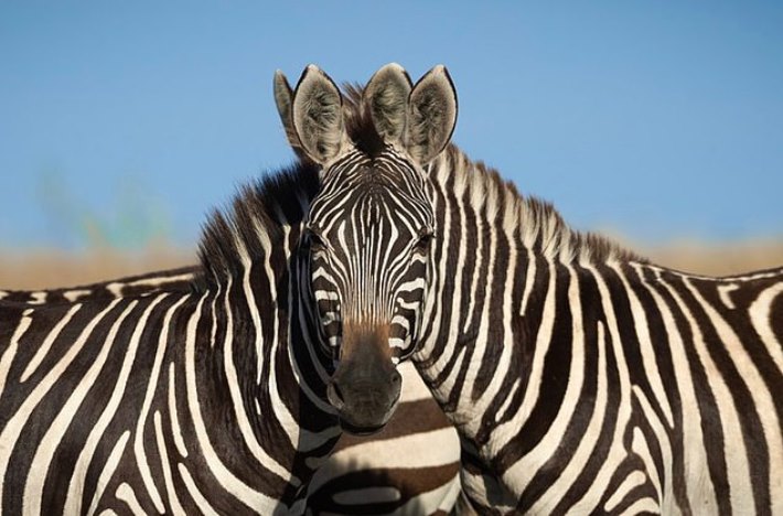 Какая из зебр смотрит в камеру? Оптическая иллюзия из реальной фотографии вызвала жаркие споры