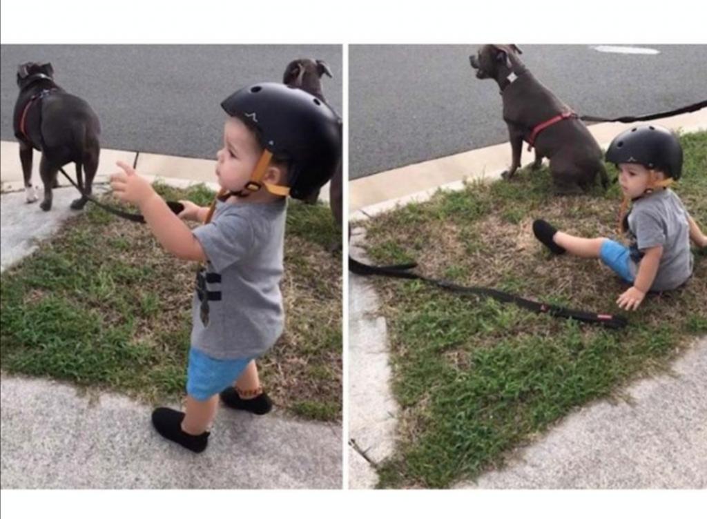 “Сидеть! : женщина дрессирует собак, а ее маленький сын забавно повторяет за питомцами
