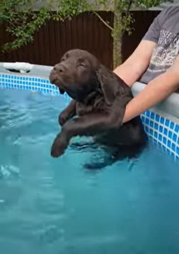 Несет меня течение... Собака знает, как плыть, не расходуя силы: смешное видео
