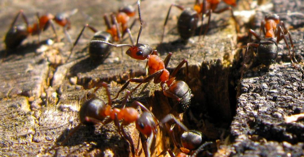 Сосед по даче раскрыл хитрый способ борьбы с муравьями: желток и разрыхлитель