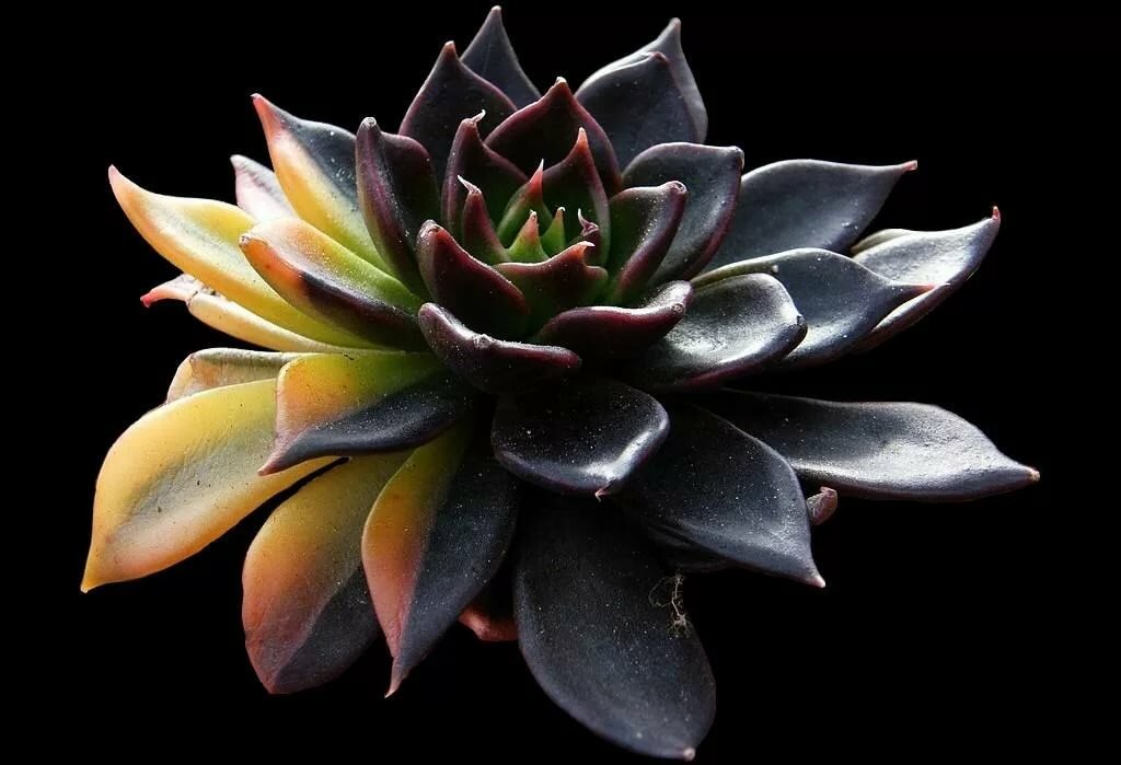 Особые растения для темного интерьера: виды черных суккулентов для выращивания дома