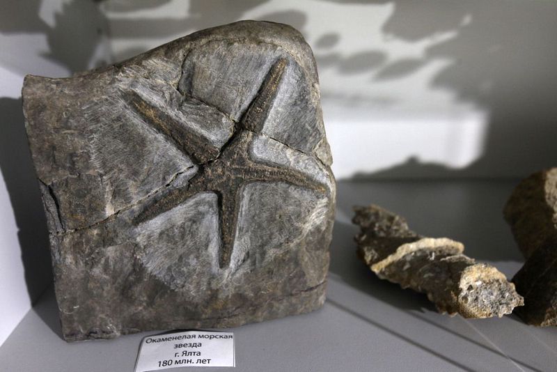 Крым юрского периода: житель Ялты, который с детства собирал древние окаменелости на морском берегу, открыл собственный музей