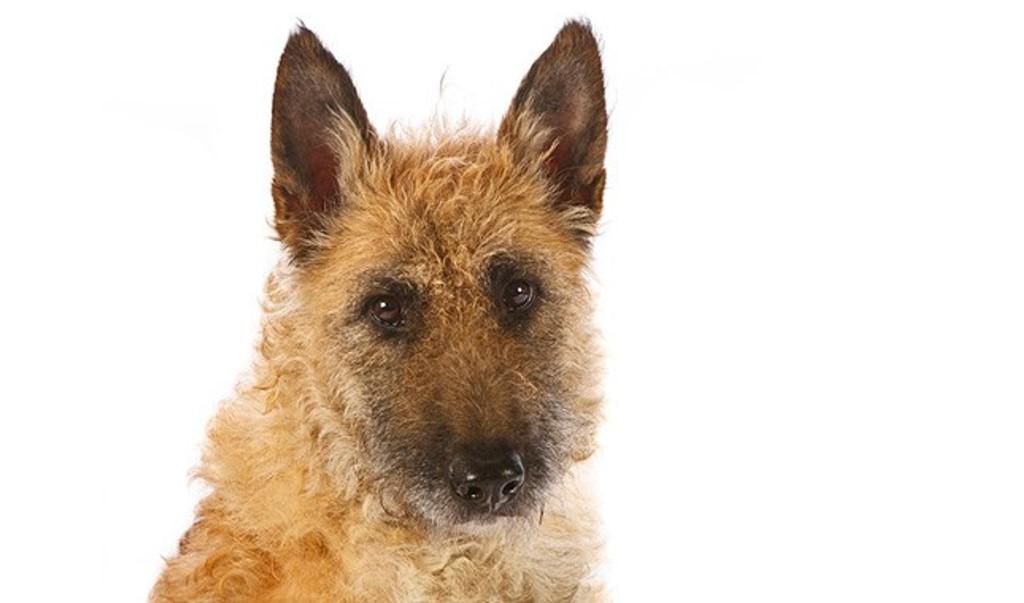 Раньше гуляла сама по себе, а теперь с признанием: Американский клуб собаководов признает бельгийца лакенуа