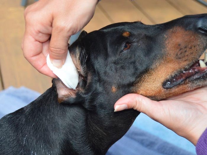 Как правильно чистить уши собаке: удаляйте грязь только из вертикального канала