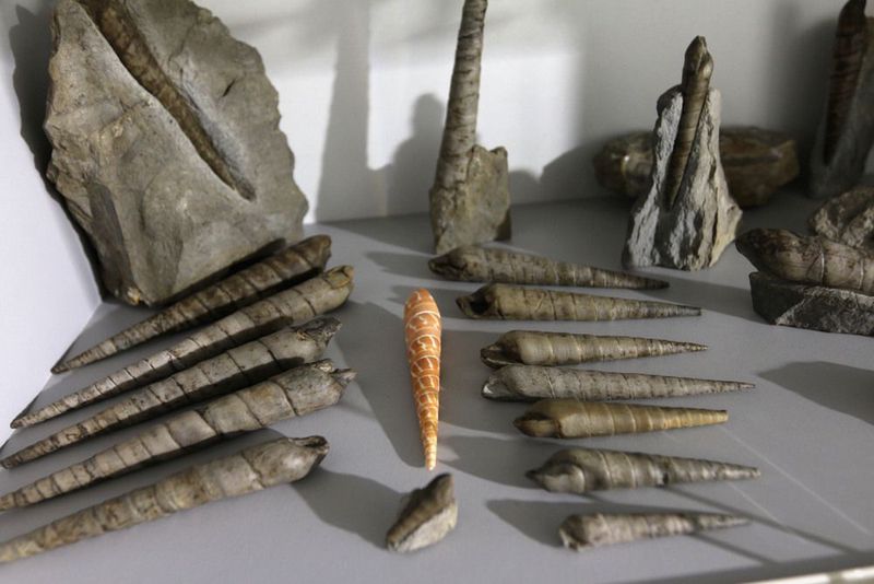 Крым юрского периода: житель Ялты, который с детства собирал древние окаменелости на морском берегу, открыл собственный музей