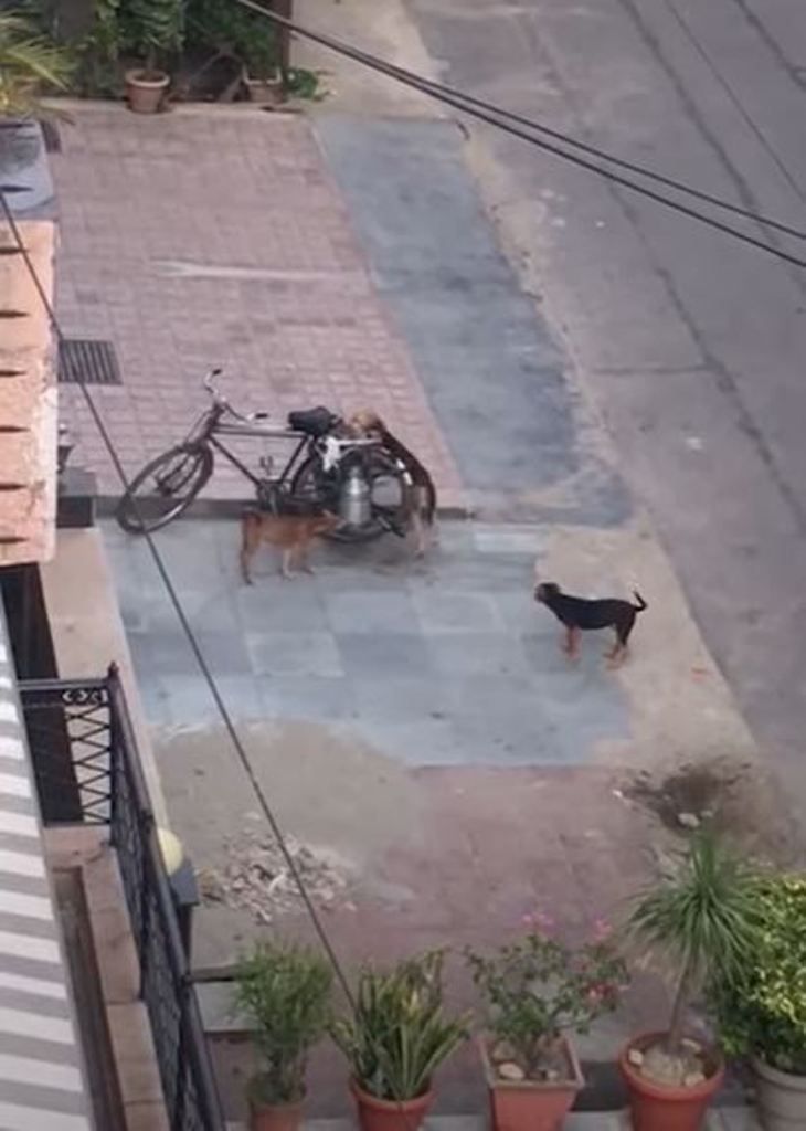 Вместе мы сила! Собаки придумали, как  укротить  велосипед и добыть молоко из бидона: видео