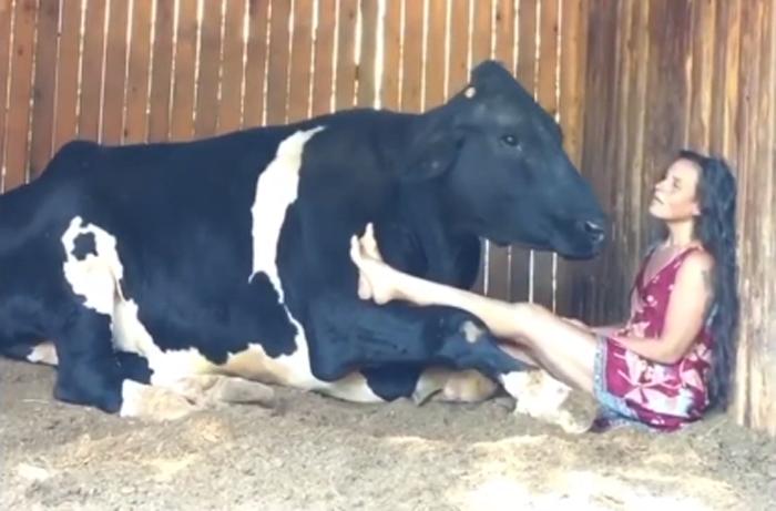 Сельская идиллия: корова подпевает женщине в трогательном видеоролике