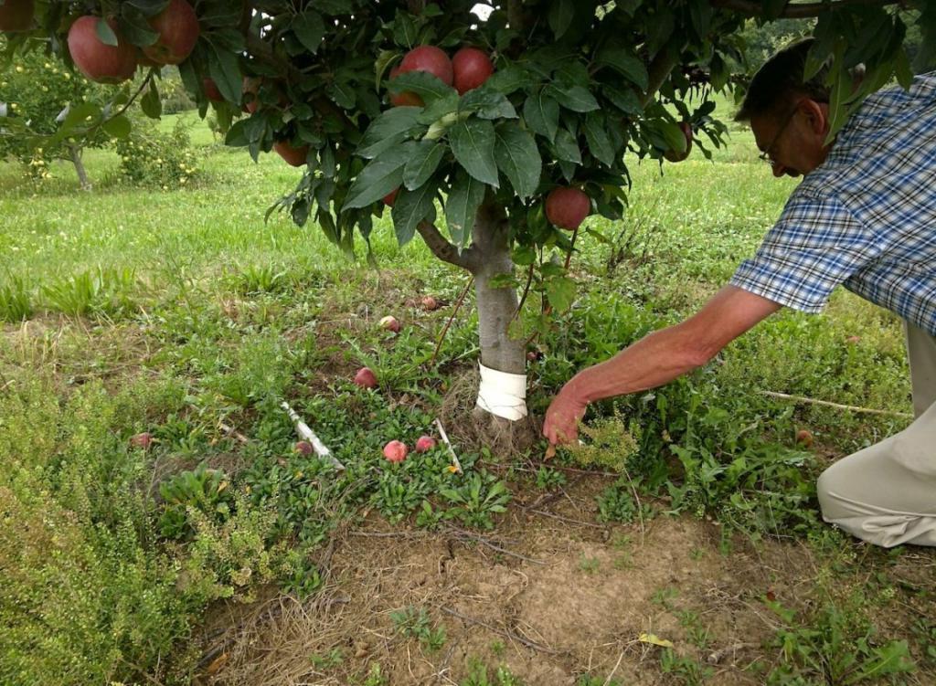 Саженцы фруктовых деревьев не покупаю, черенки выращиваю: простой метод, доступный каждому садоводу