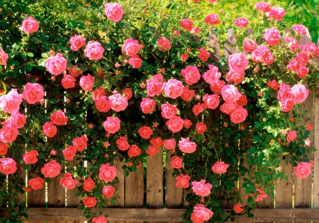 Соседка по даче поделилась простыми хитростями, которые позволяют розам обильно цвести и радовать глаз до конца лета