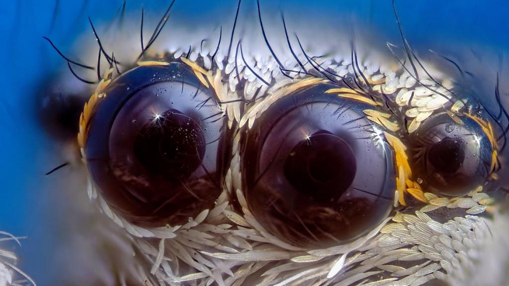 Личинка комара, джинсовая ткань под микроскопом, бриллиант: выбраны лучшие научные фото в конкурсе  Снимай науку 2020 