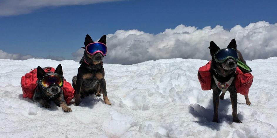 3 австралийские пастушьи собаки Тима Ливси носят защитные очки и являются звездами Instagram