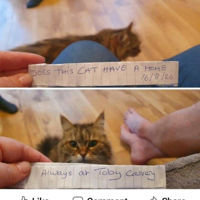 Работники и посетители кафе часто подкармливали красивую кошку, пока кто-то не повесил записку на ошейник. Обман хвостатой был раскрыт