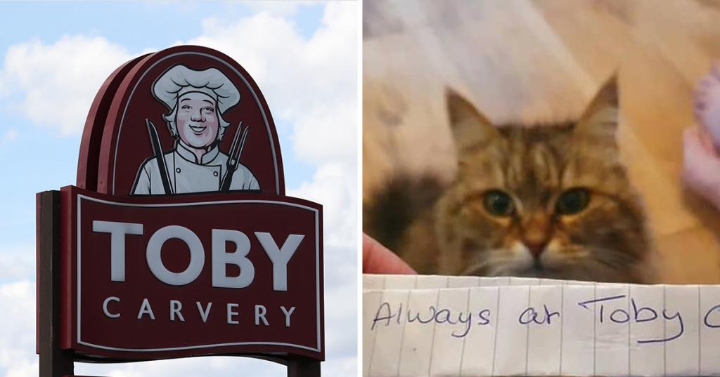 Работники и посетители кафе часто подкармливали красивую кошку, пока кто-то не повесил записку на ошейник. Обман хвостатой был раскрыт