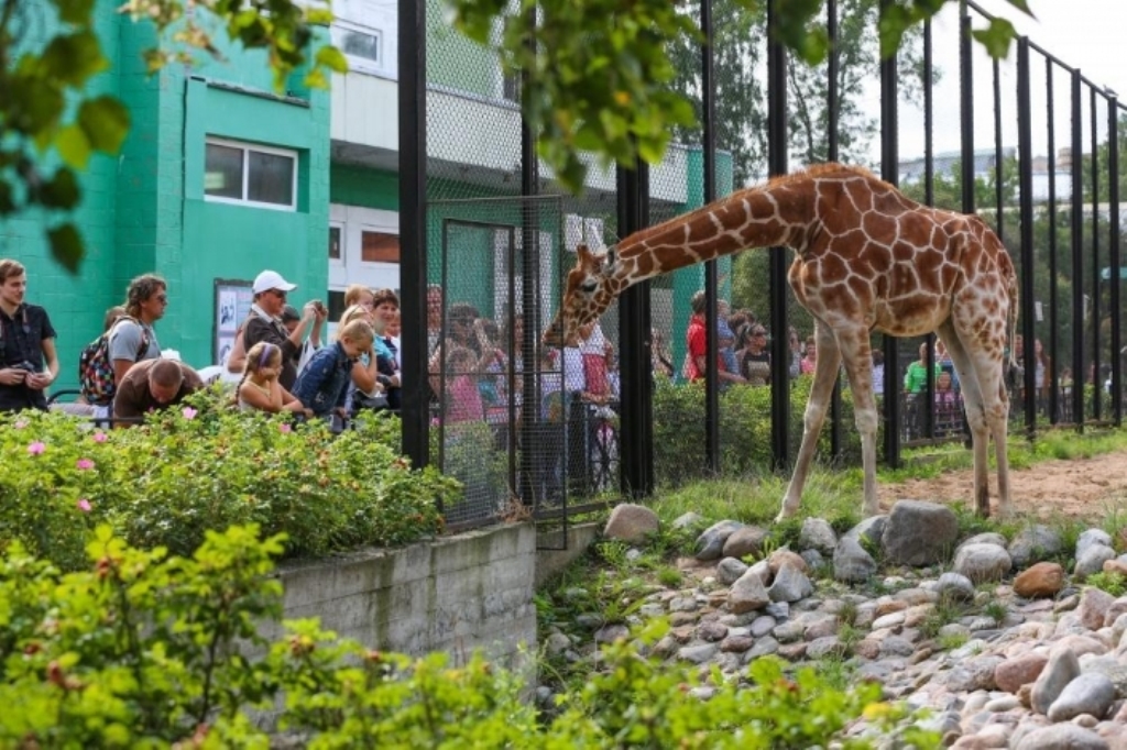 Ему 155 лет, но он такой красивый! Ленинградский зоопарк отмечает юбилейную дату