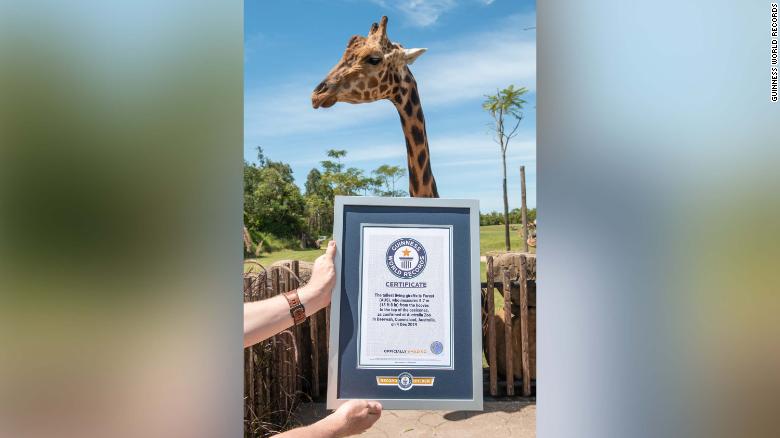 Ему видней: самый высокий жираф в мире получил титул Короля жирафов