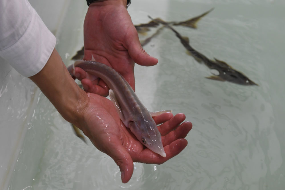 Царь-рыба: в реку Иртыш выпустили несколько тысяч мальков сибирского осетра, занесенного в Красную книгу
