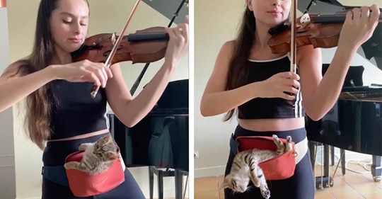 Видео с девушкой, играющей на скрипке для котенка, очаровало весь