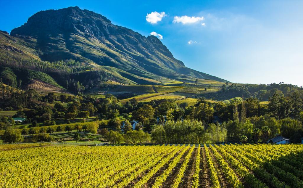 Вино из Южной Африки можно смело брать. Местные винодельни были названы одними из лучших в мире