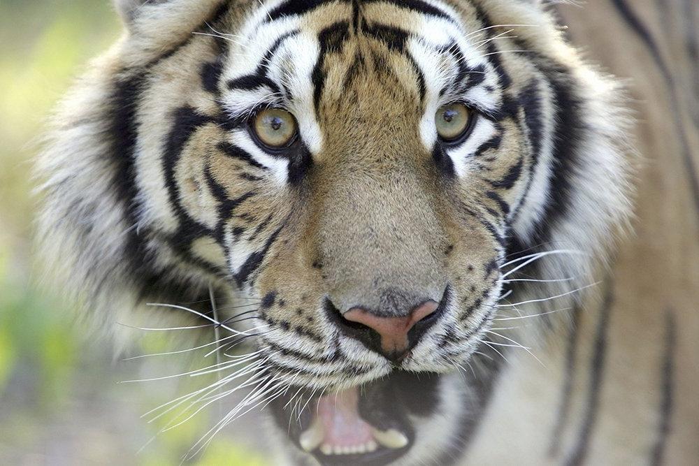 Ежегодный День амурского тигра во Владивостоке отпразднуют онлайн: вместо 