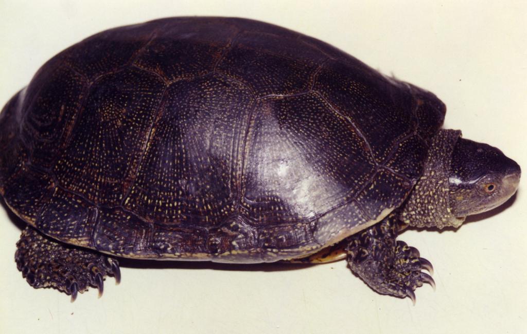 В Адлере местные жители спасли редкую черепаху: в национальном парке таких всего около 30 особей