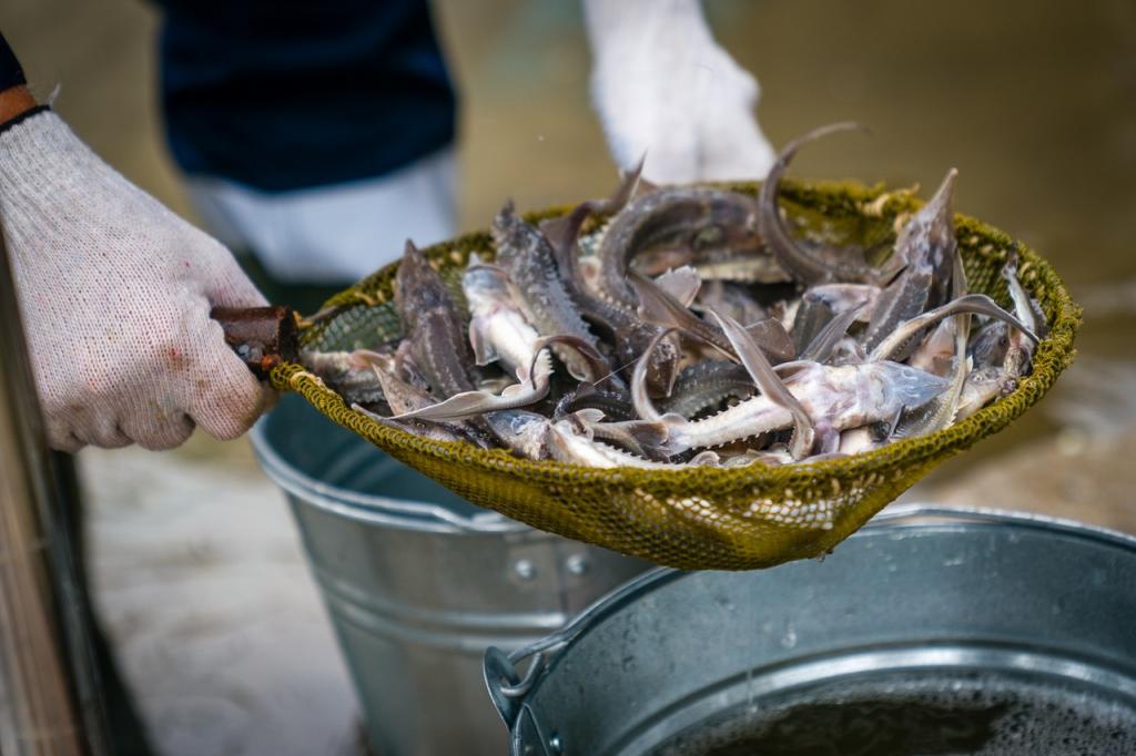 Царь-рыба: в реку Иртыш выпустили несколько тысяч мальков сибирского осетра, занесенного в Красную книгу