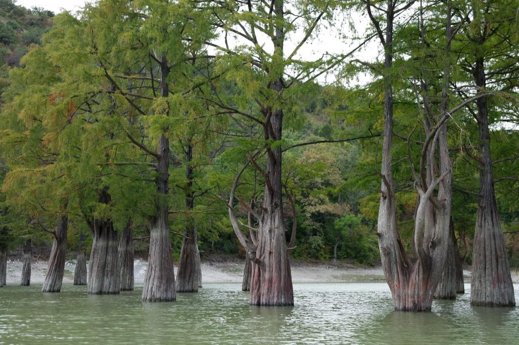 Спасти болотный кипарис: в Анапе к уникальному Кипарисовому озеру ограничили доступ туристов