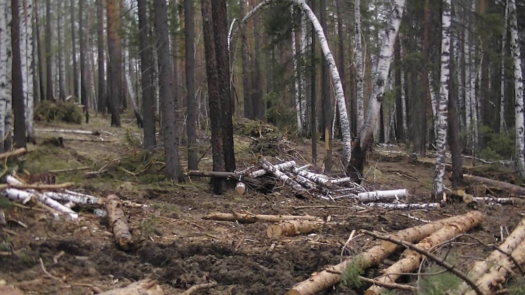 20 гектаров засадят деревьями: в Иркутской области начались работы по восстановлению леса
