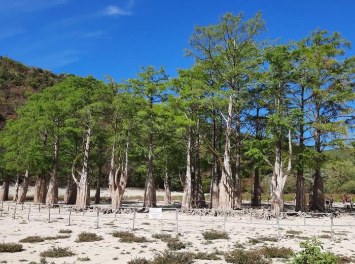 Спасти болотный кипарис: в Анапе к уникальному Кипарисовому озеру ограничили доступ туристов