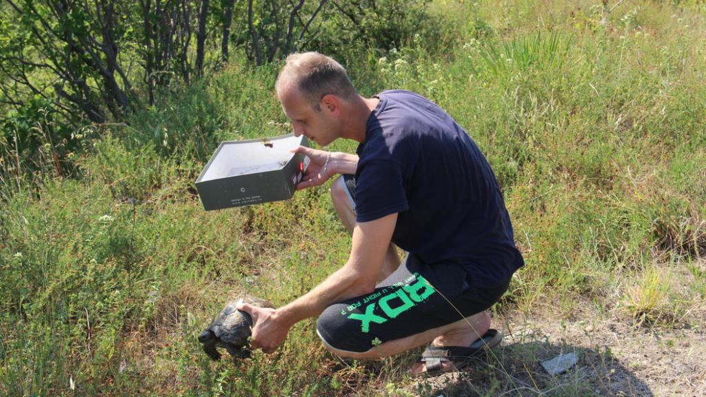 В Адлере местные жители спасли редкую черепаху: в национальном парке таких всего около 30 особей