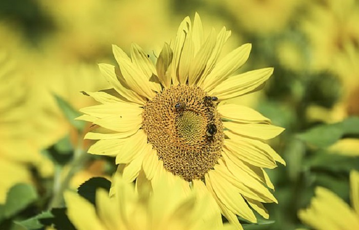 Мир без пчел потерял бы все краски: производитель меда показал фотографии, которые заставляют задуматься