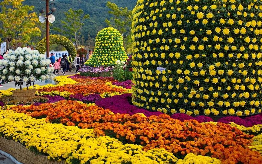 Фестиваль хризантем будет длиться с 7 сентября до конца ноября в Японии: их выставляют в горшках, делают бонсаи, панно и исторических личностей
