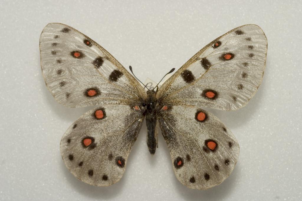 Арктический аполлон: в Якутии ученые обнаружили изолированное семейство редчайших бабочек