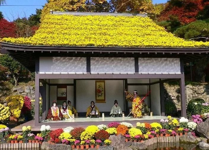 Фестиваль хризантем будет длиться с 7 сентября до конца ноября в Японии: их выставляют в горшках, делают бонсаи, панно и исторических личностей
