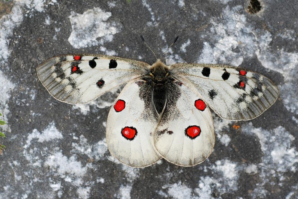 Арктический аполлон: в Якутии ученые обнаружили изолированное семейство редчайших бабочек