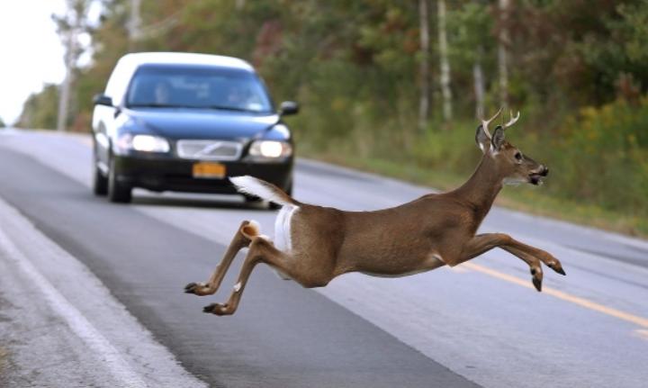 Что делать, если внезапно выскочил олень перед машиной? Почему нельзя уворачиваться в сторону