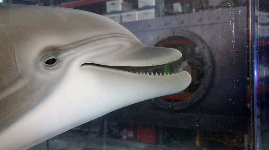 Инженеры разработали очень реалистичного робота-дельфина для аквапарков