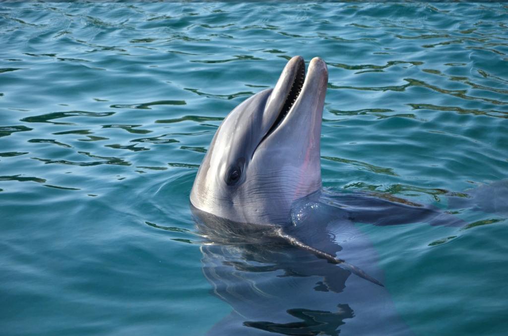 Скорая помощь посреди моря: в Крыму начинает работать специализированный реанимобиль для дельфинов