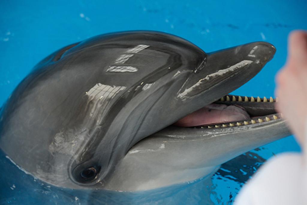Скорая помощь посреди моря: в Крыму начинает работать специализированный реанимобиль для дельфинов