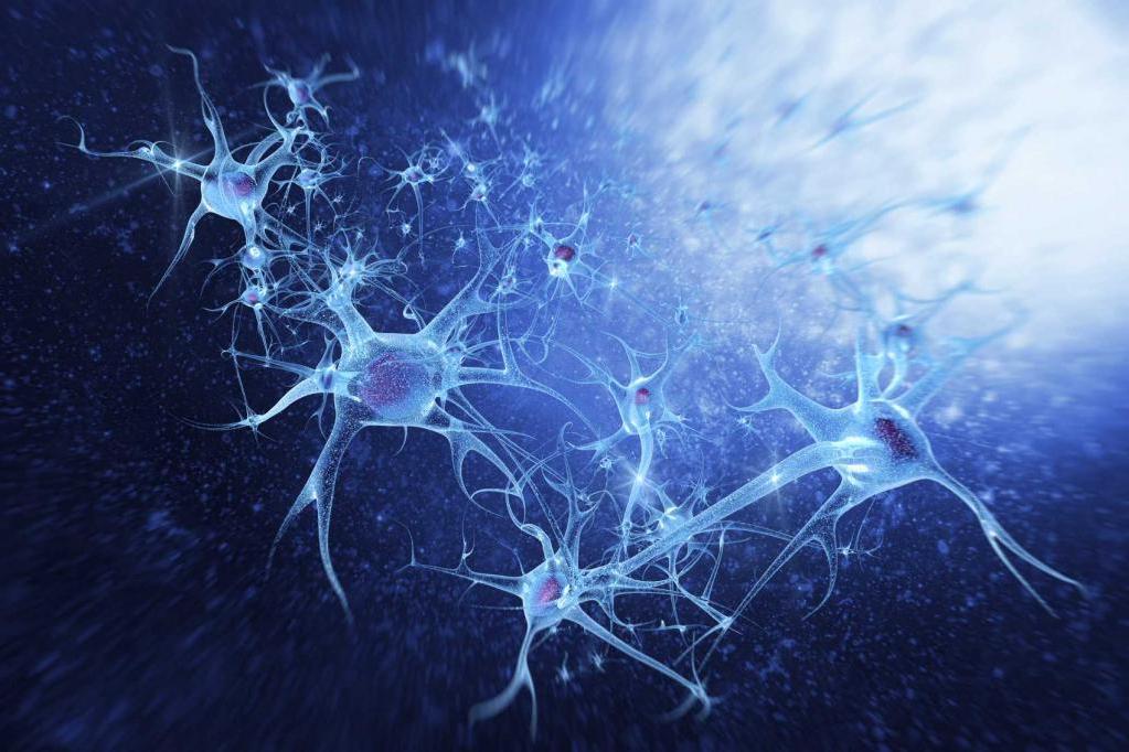 Нервные клетки восстанавливаются: ученые из России и Швеции научились регенерировать нервные клетки спинного мозга