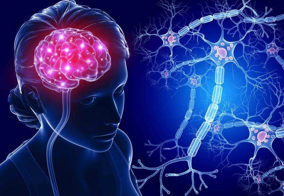 Нервные клетки восстанавливаются: ученые из России и Швеции научились регенерировать нервные клетки спинного мозга