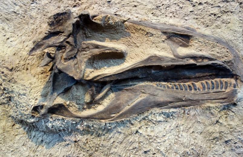 На острове Русском во Владивостоке 7-летний мальчик нашел останки ихтиозавра