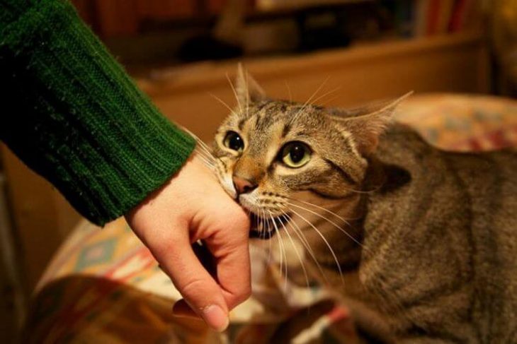 Несколько способов, которыми кошка выражает свою любовь к хозяину