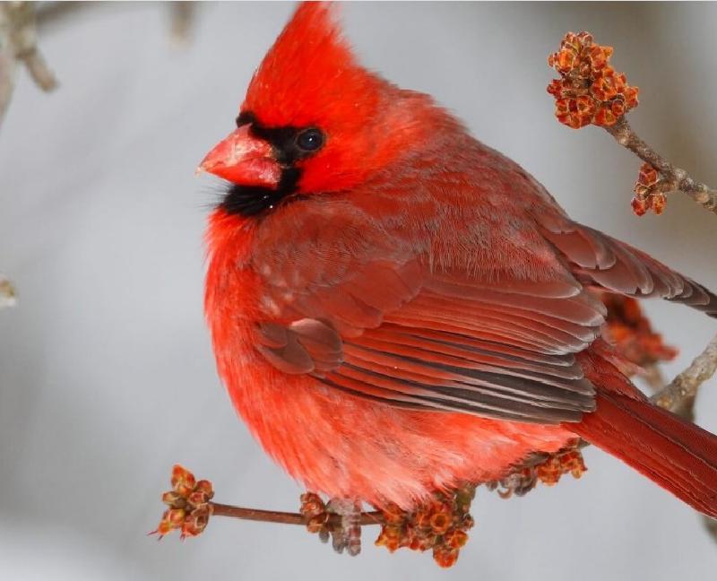 Чудеса природы: яркие, красочные птицы, которые действительно вызывают восхищение у всех, кто их видит