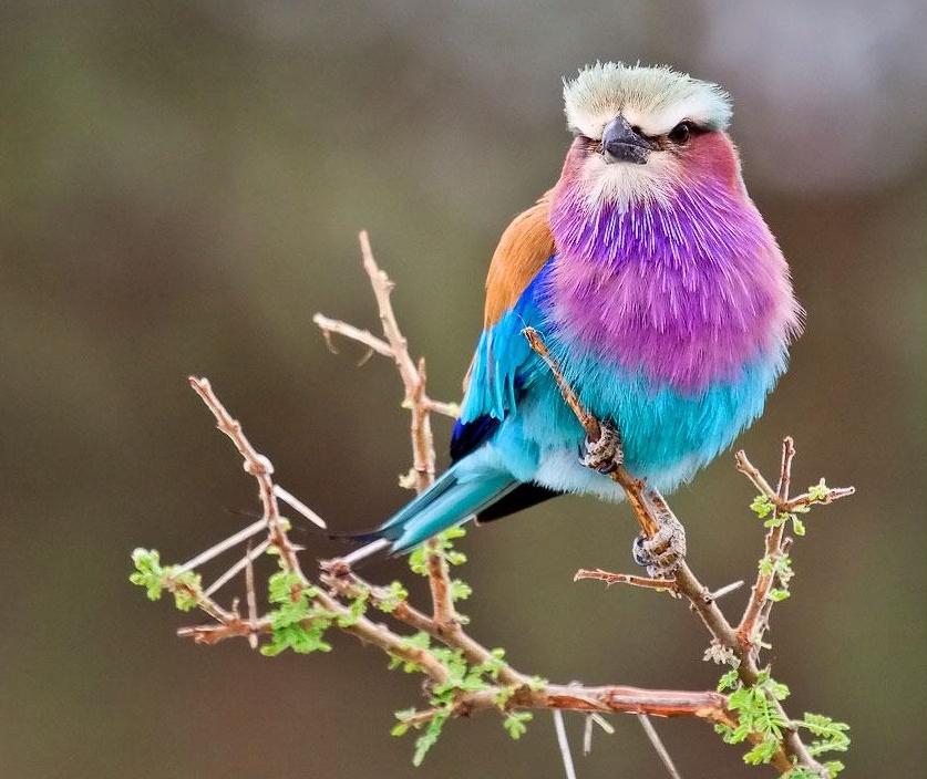 Чудеса природы: яркие, красочные птицы, которые действительно вызывают восхищение у всех, кто их видит