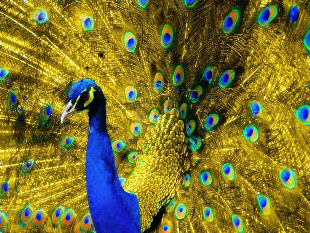 Чудеса природы: красочные птицы, которые действительно вызывают восхищение