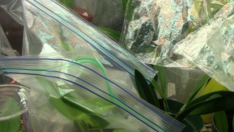 Трюк с пакетом: простой способ укрепить корневую систему орхидей